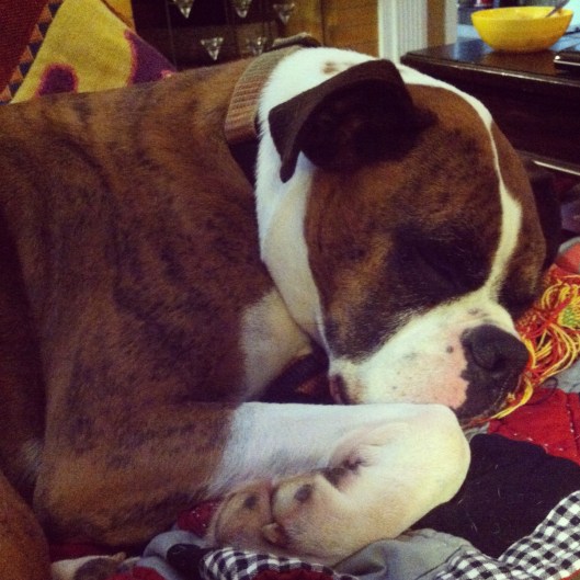 Sweet sleeping puppy!